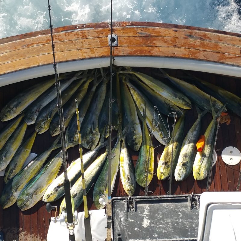 Gallery, San Diego Fishing Charters